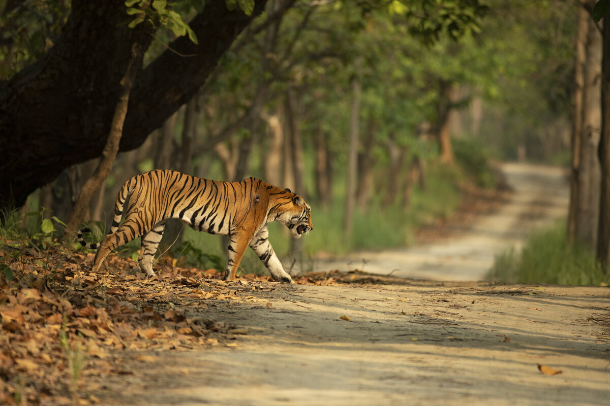 Kuno-Palpur Wildlife Sanctuary